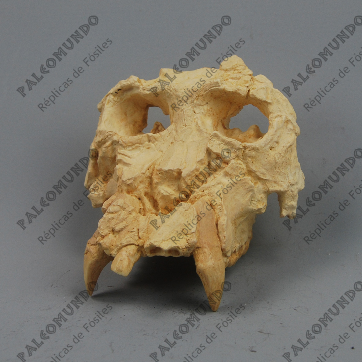 Pierolapithecus catalaunicus (Pau)