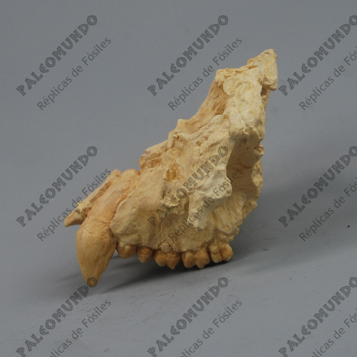 Pierolapithecus catalaunicus (Pau)