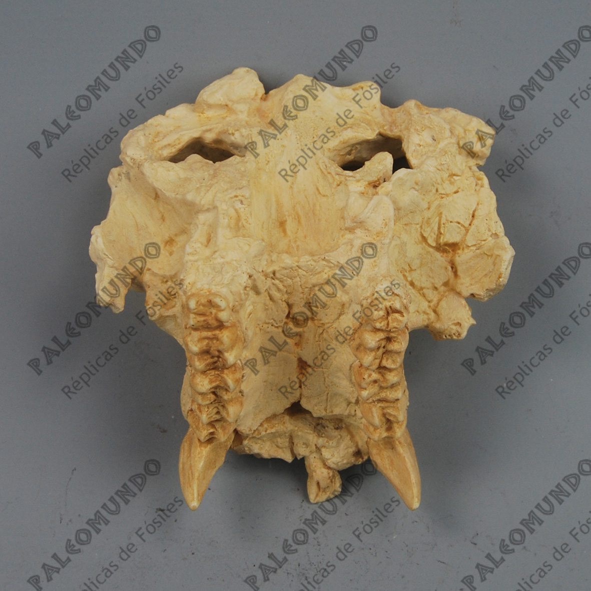 Pierolapithecus catalaunicus (Pau)