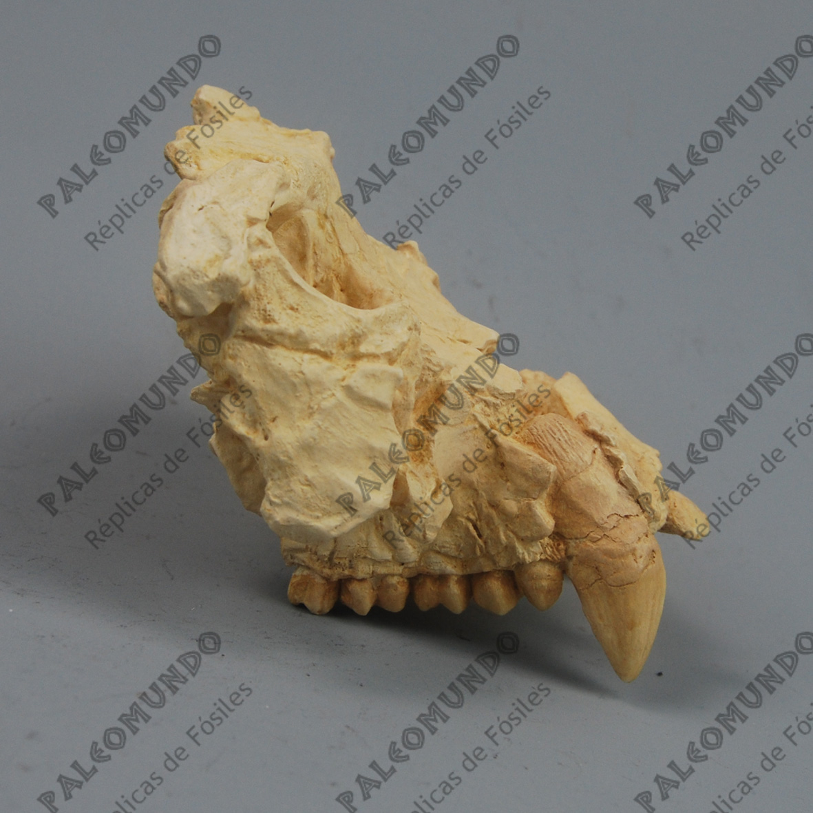 Pierolapithecus catalaunicus (Pau)