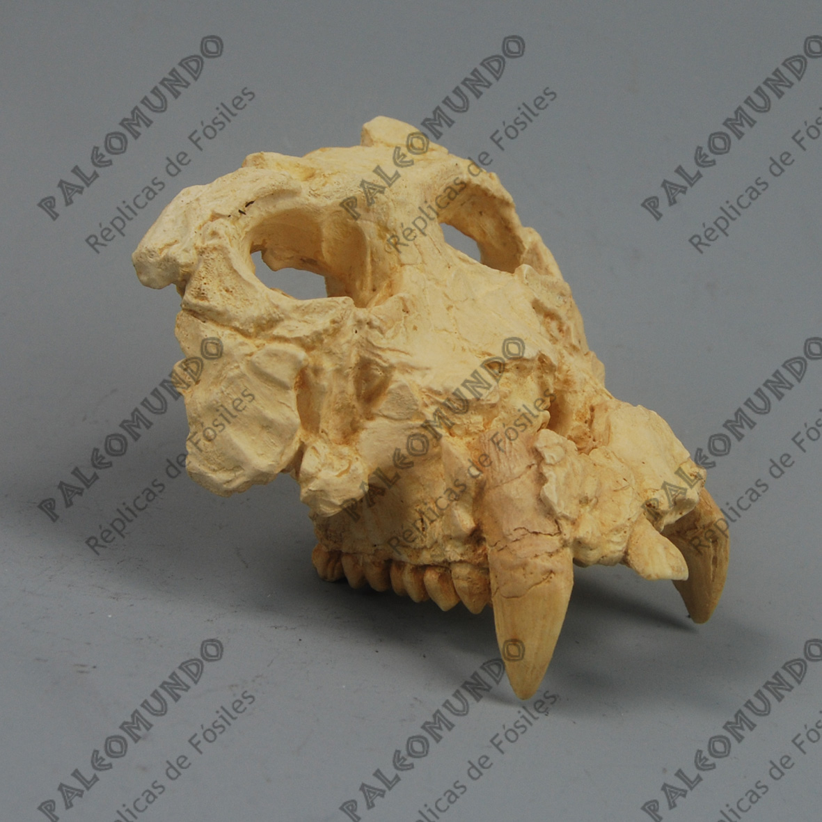 Pierolapithecus catalaunicus (Pau)