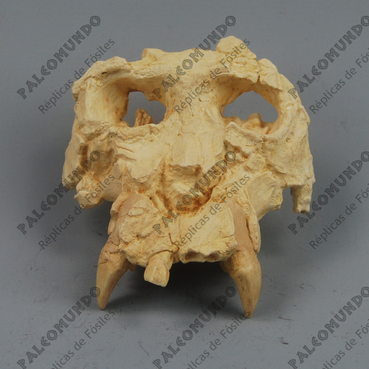 Pierolapithecus catalaunicus (Pau)