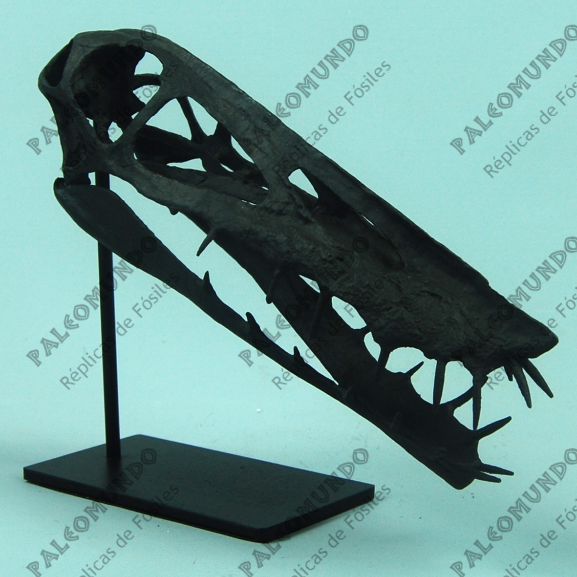 Harpactognathus gentryii