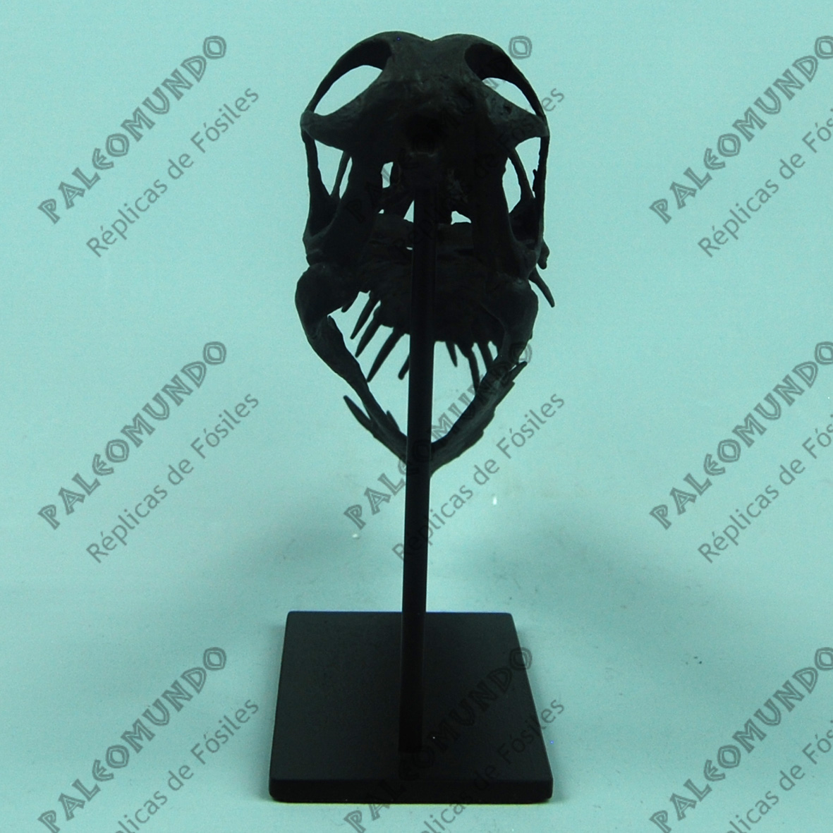 Harpactognathus gentryii