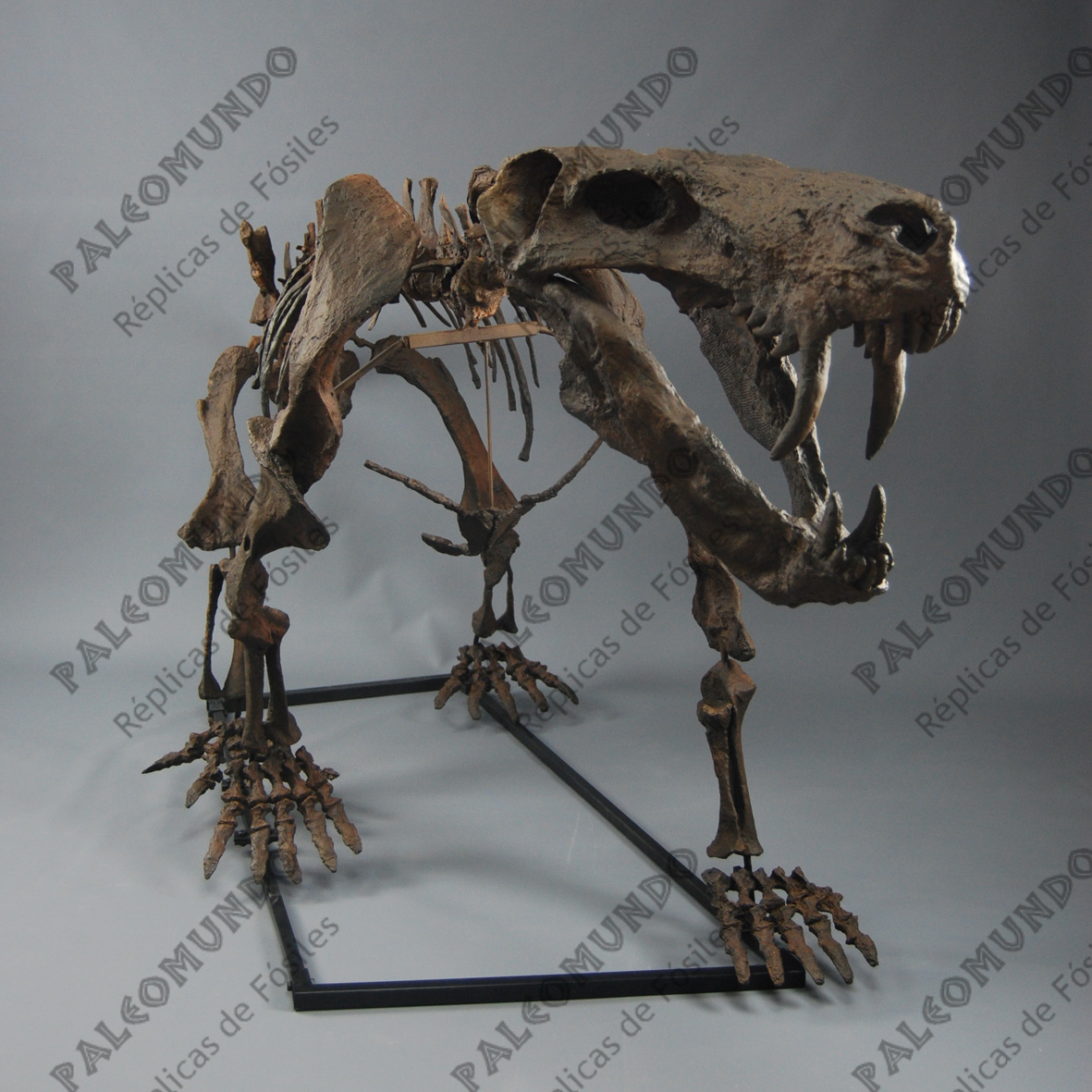 Inostrancevia alexandri