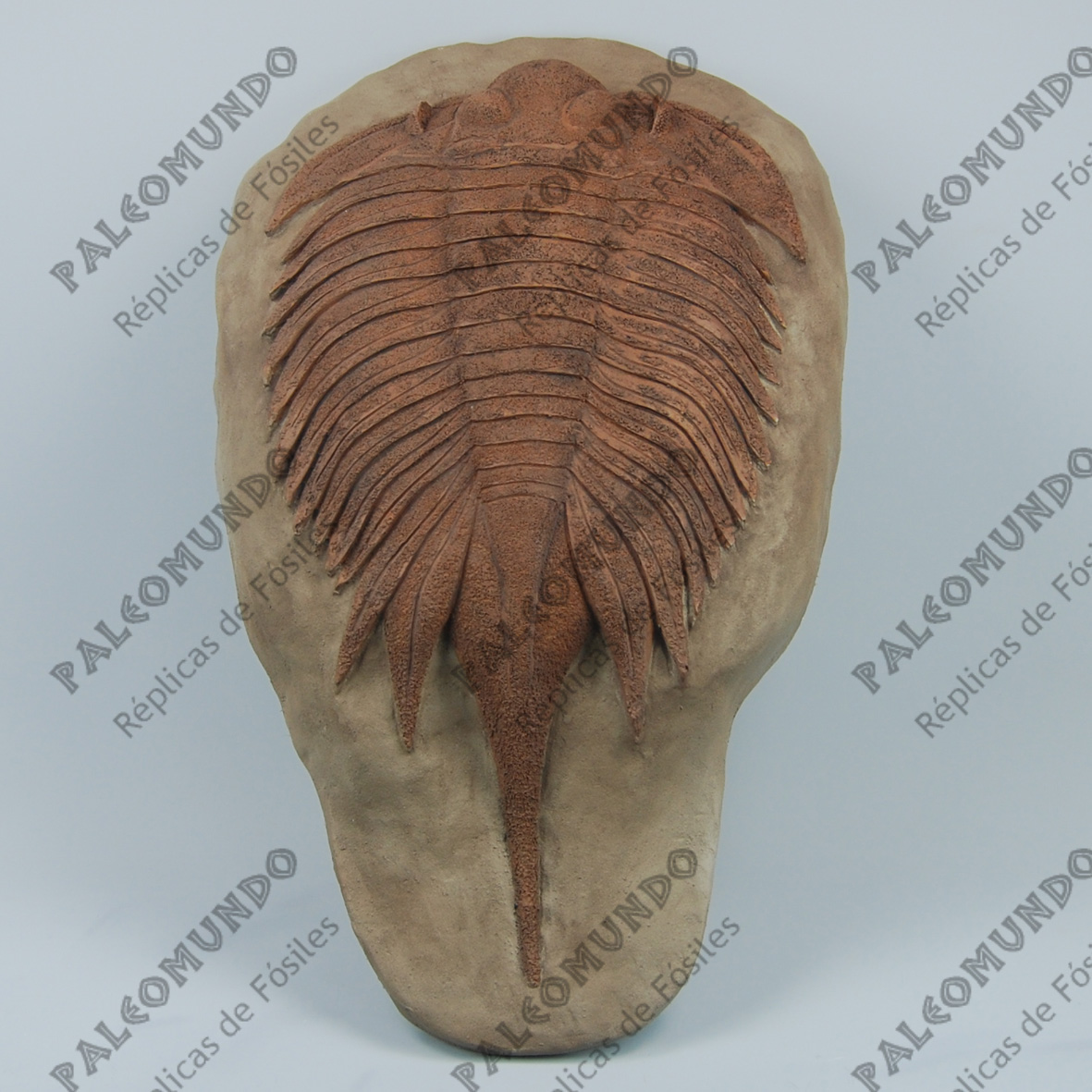 Uralichas hispanicus